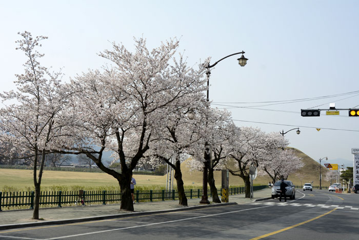 2018年3月31日に慶州の大陵苑一帯で咲いた桜です