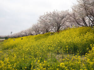 낙동강 대저생태공원 벚꽃길
