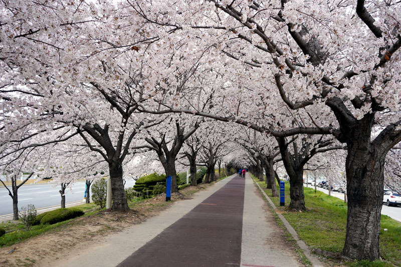 낙동강변 삼십리 벚꽃길
