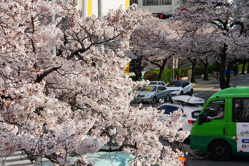 부산의 벚꽃은 벌써 만개! 벚꽃 맡으로 초록 마을버스가 지나고 있어요.