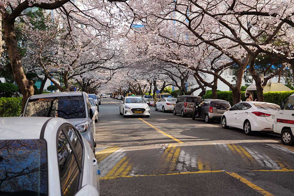 마치 벚꽃터널이 된 남천동 벚꽃길에 택시가 지나가고 있습니다.