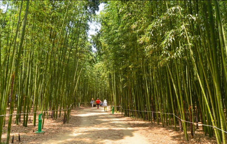 태화강 국가정원십리대숲